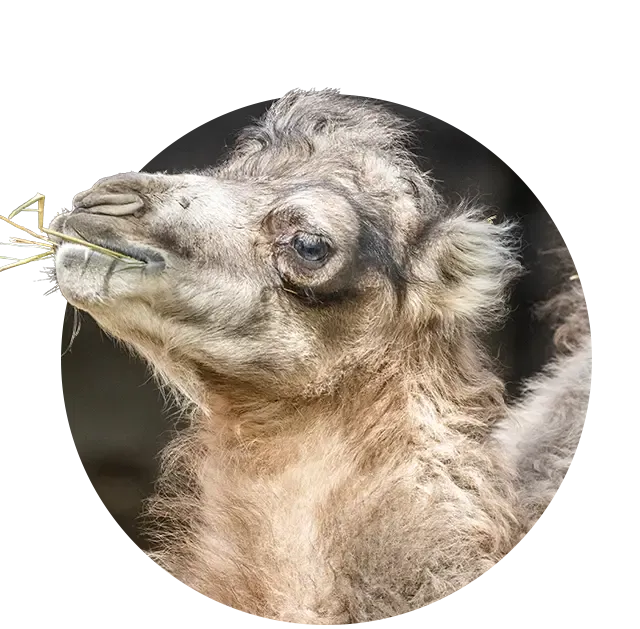Baby Bactrian camel at the Toronto Zoo
