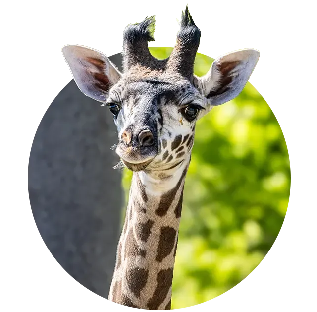 Baby Masai giraffe at the Toronto Zoo