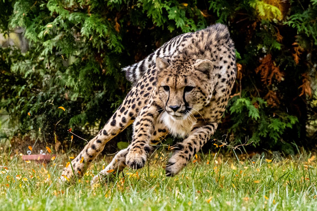 A cheetah running at the Toronto Zoo