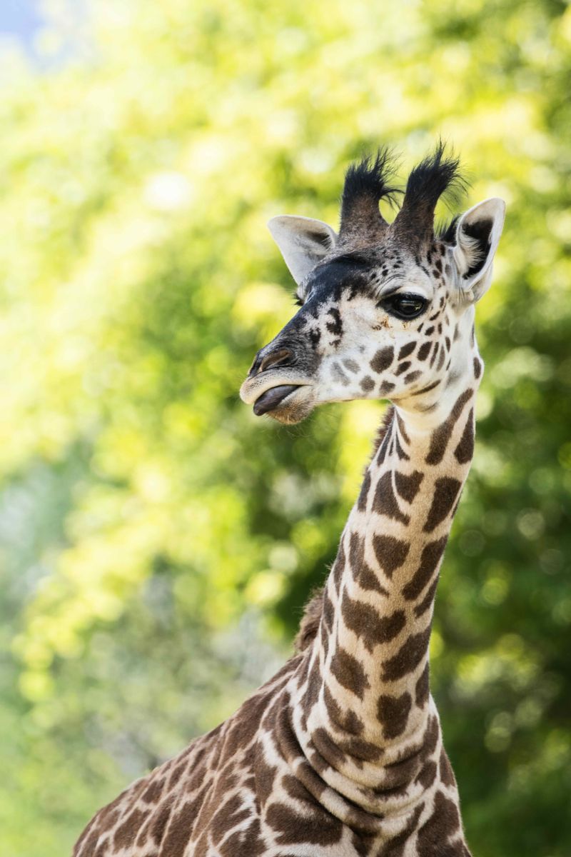 A Masai giraffe at the Toronto Zoo