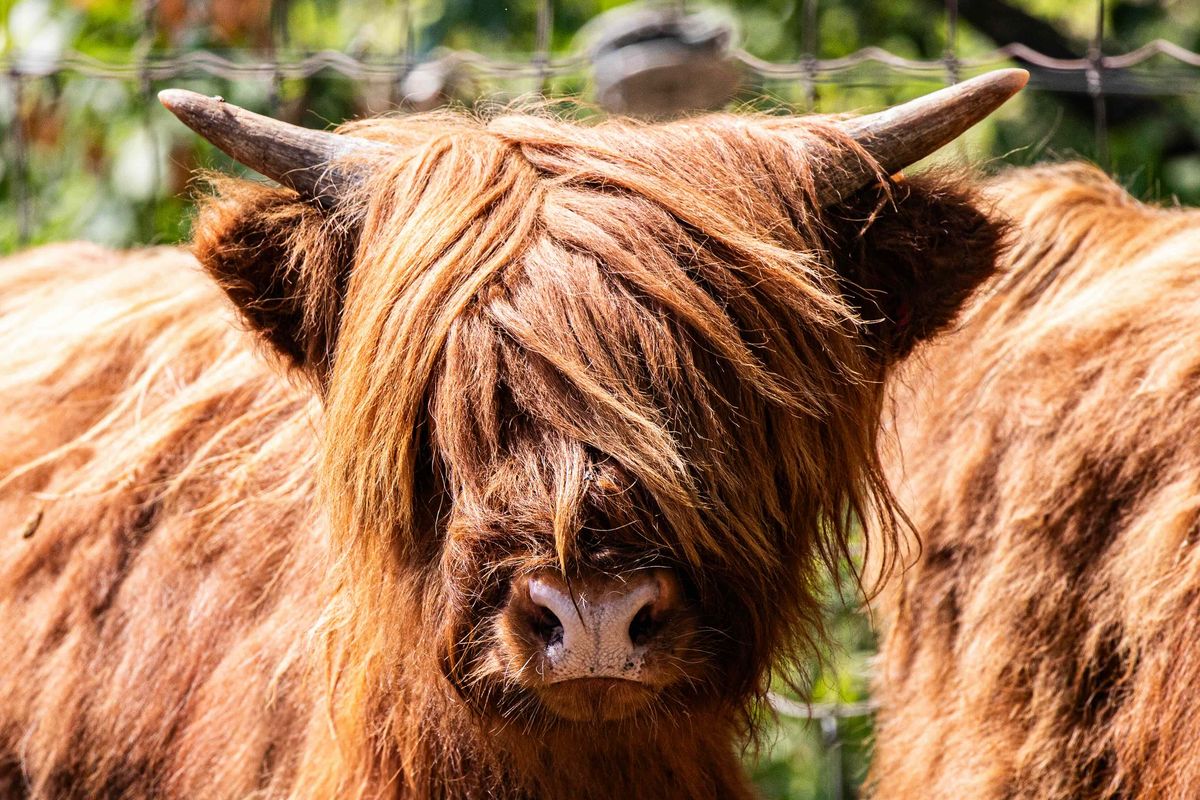 Highland cattle at the Toronto Zoo
