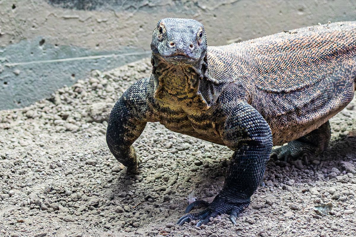 A Komodo dragon at the Toronto Zoo