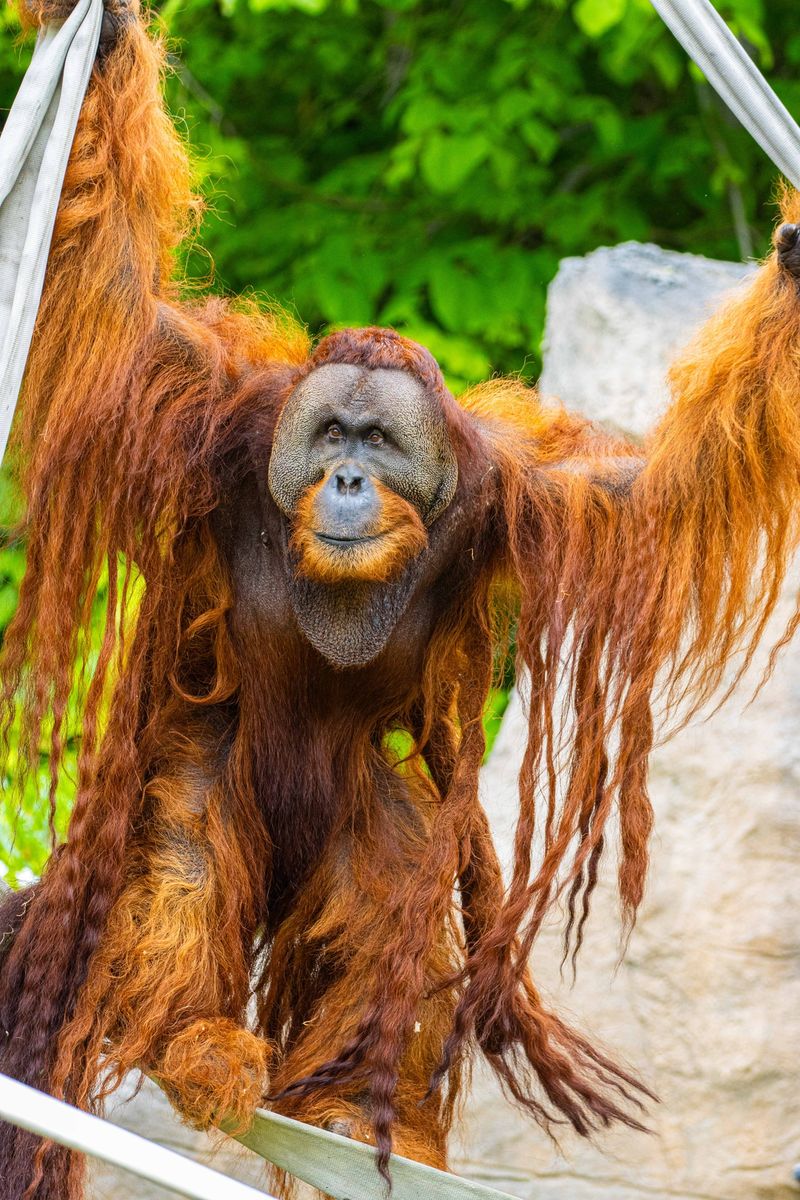 A Sumatran orangutan at the Toronto Zoo