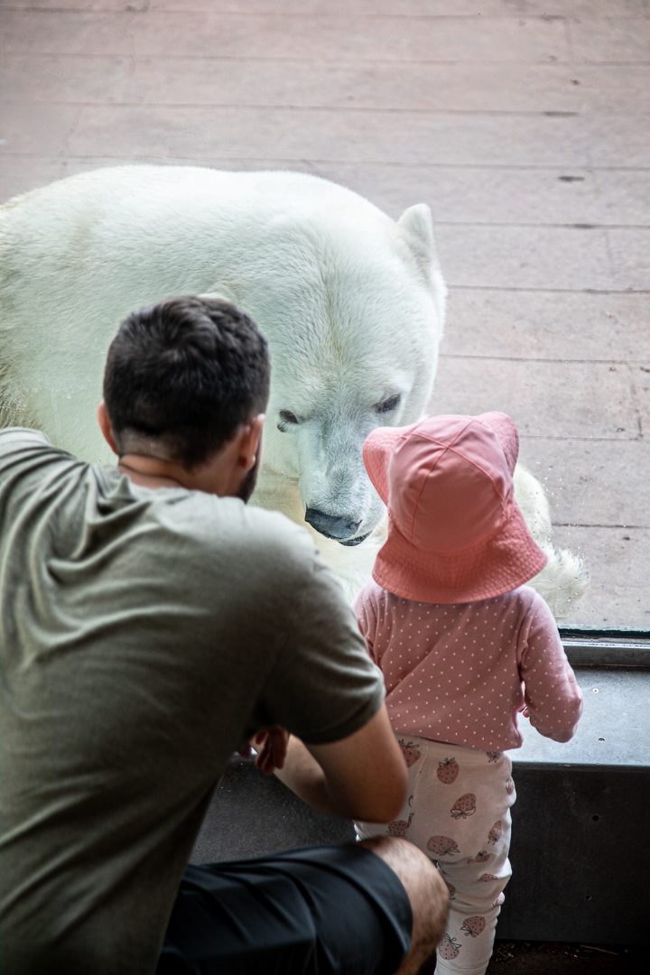 Kids meeting a polar bear at the glass at the Toronto Zoo